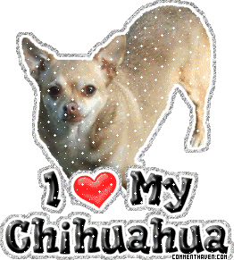 i_love_my_chihuahua_2