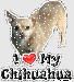 i_love_my_chihuahua_2